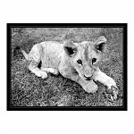black and white shot of a lion cub lying on the grass looking up at the camera. Taken in Antelope Park, Zimbabwe